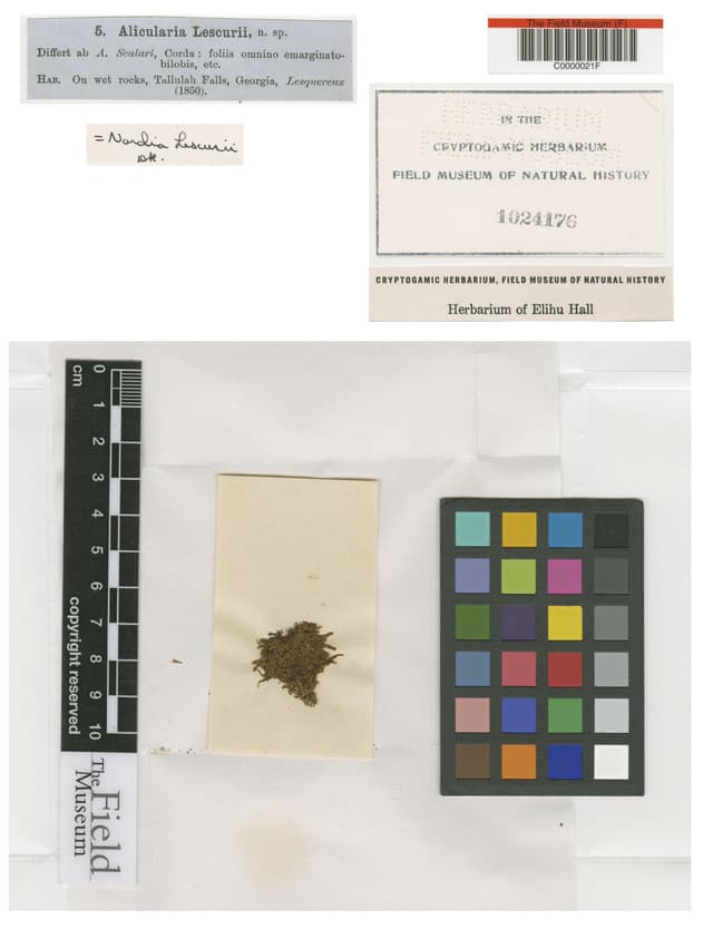Alicularia lescurii Austin, U.S.A., C. L. Lesquereux s.n., Type [status unknown], F