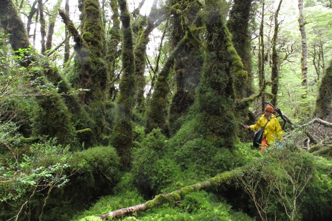 Why Liverworts Matter