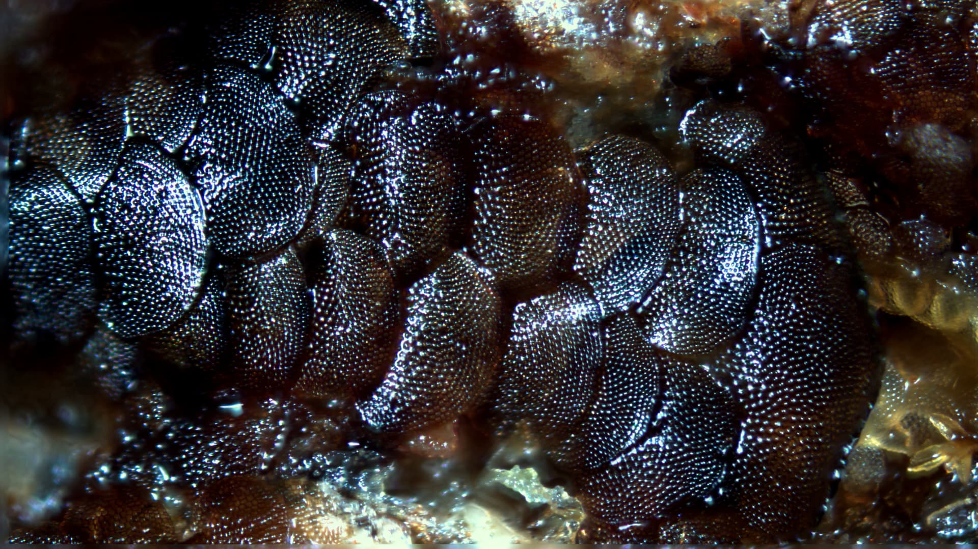 Dorsal view, or topside of the liverwort genus Lopholejeunea