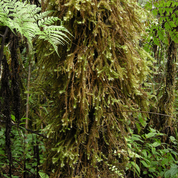 Image of a Bryophytes Habitat