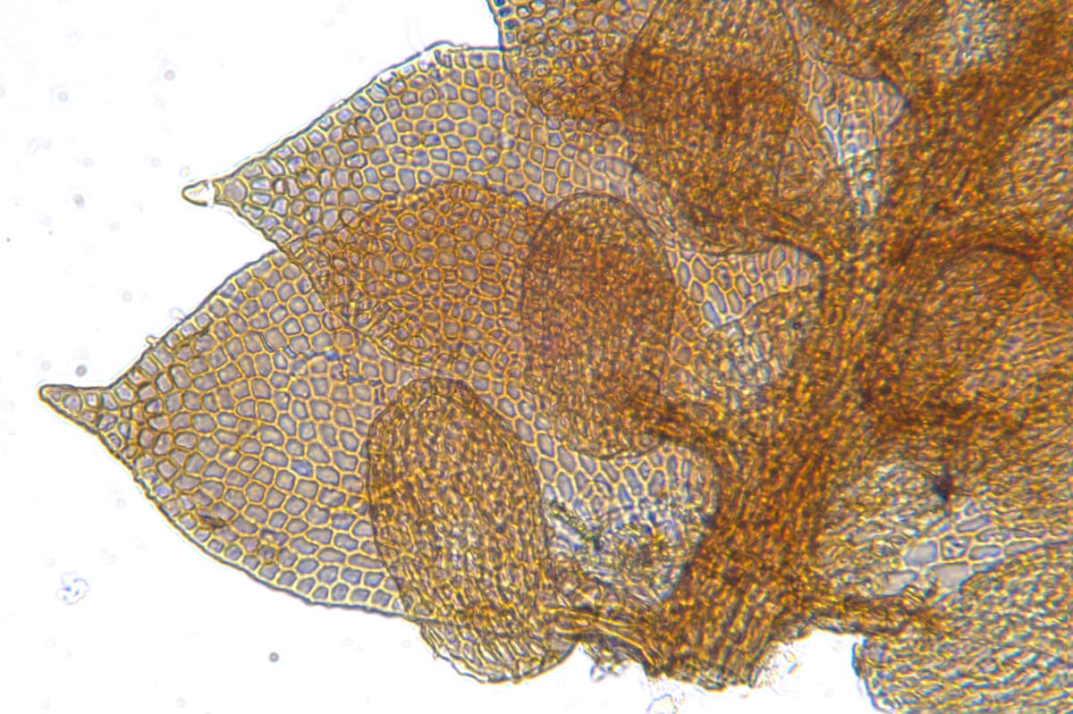 Taxonomy hub: Frullania apiculata, von Konrat 21736, Cook Islands