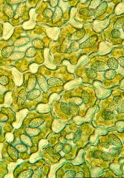 Did You Know - Liverwort Oilbodies, biologically active compounds