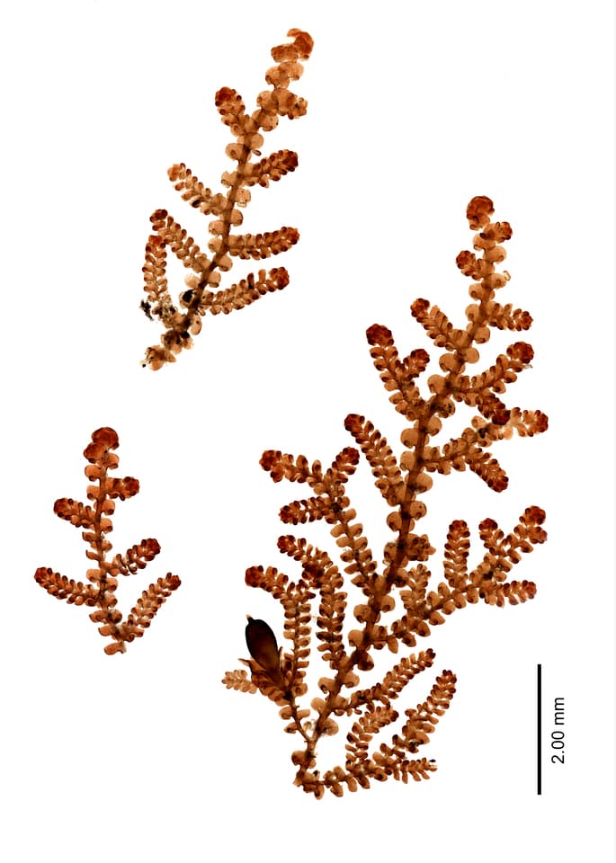 Microscopic images of the branching and stems of the liverwort genus Frullania
