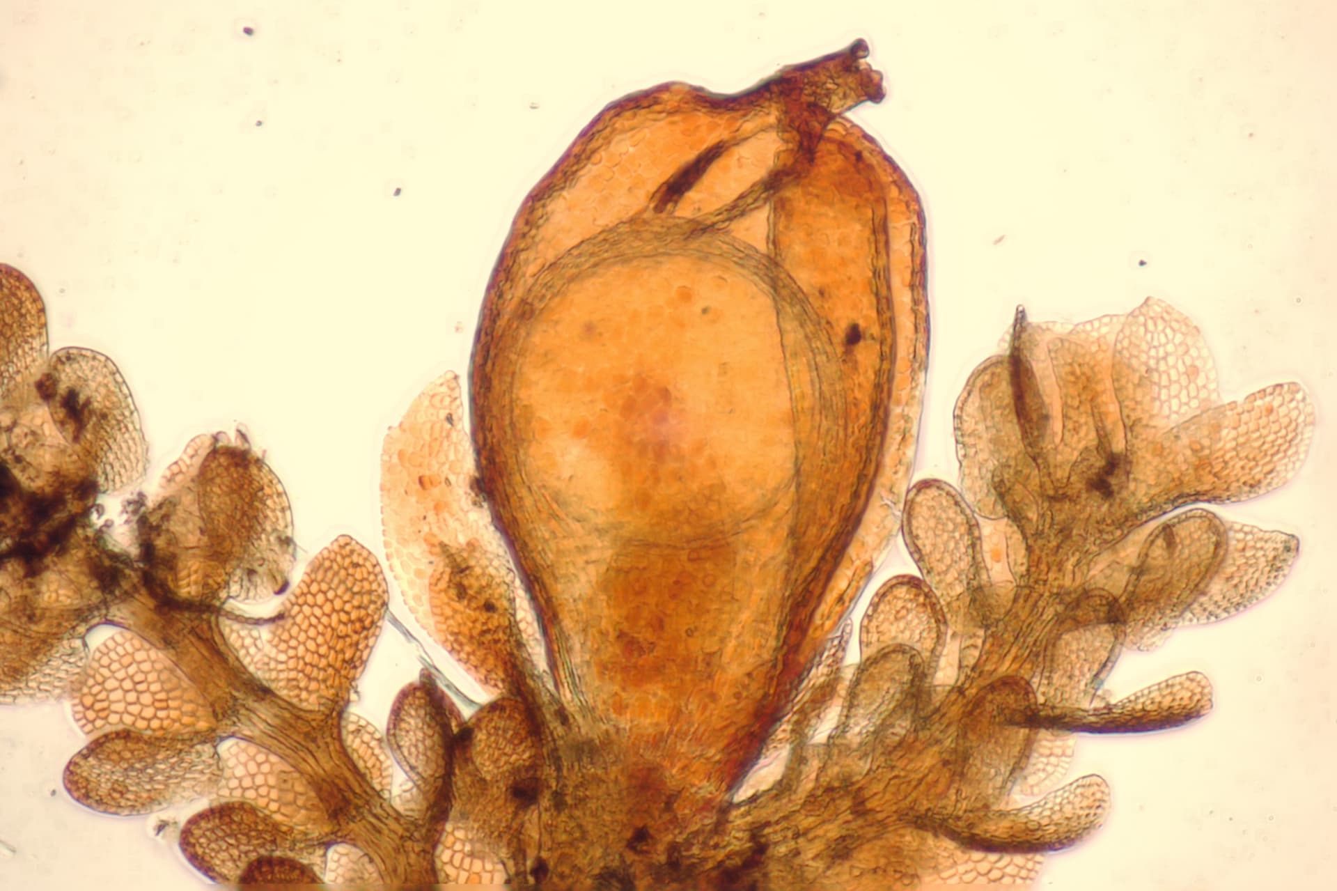 Perianth with young sporophyte of the liverwort genus Frullania