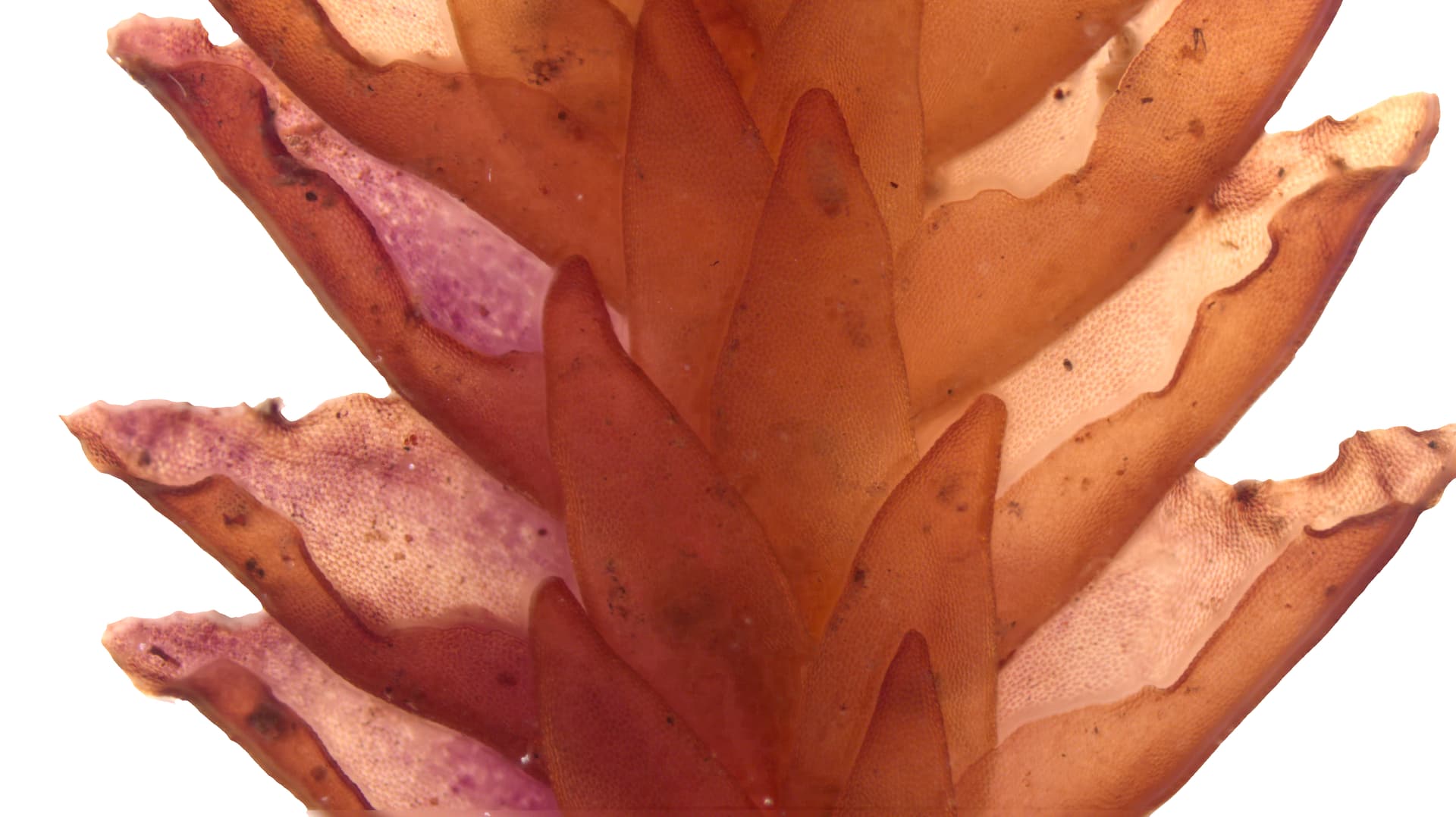 Ventral view, or underside, of a stem of the liverwort genus Pleurozia